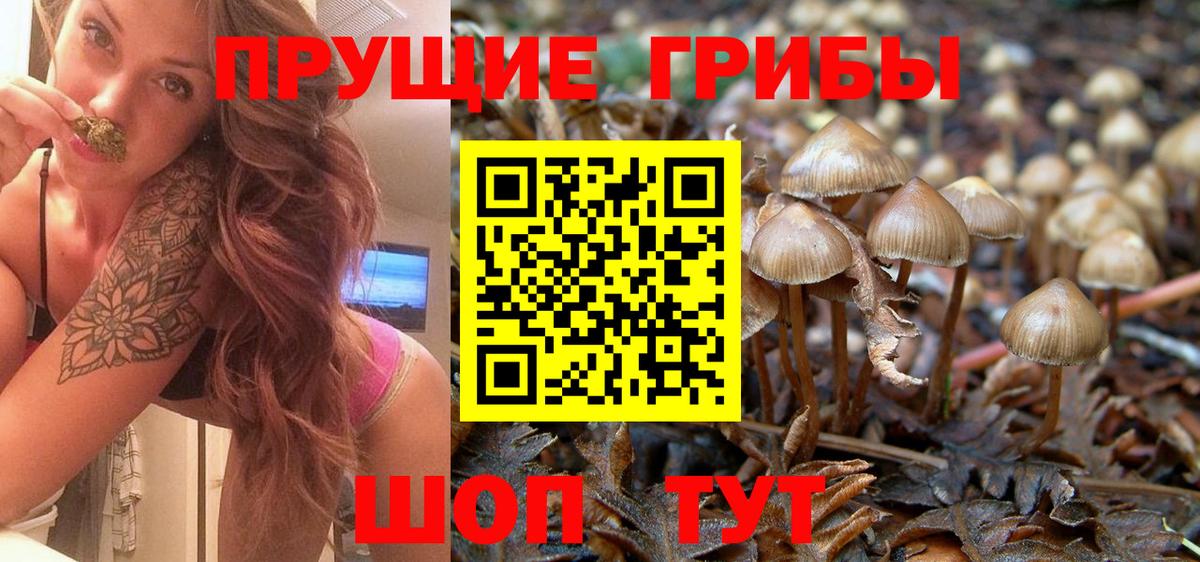 Галлюциногенные грибы Psilocybe Владикавказ